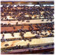 Plásty v úli