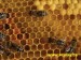 Plást a včely